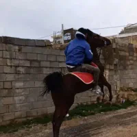 خرید و فروش اسب همه نوع