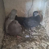 بالاگوش افعان واسیه سربریدن چاق