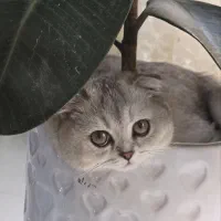 گربه اسکاتیش
