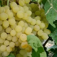 ارائه نهال انگور سفید بیدانه