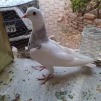 کفتر طوقی ماده|پرنده|تهران, مسگرآباد|دیوار