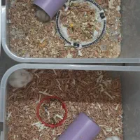 همستر مینیاتوری کمپل|موش و خرگوش|الوند, |دیوار