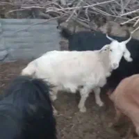 فروش.چهارده  راس بز درجه یک|حیوانات مزرعه|یاسوج, |دیوار