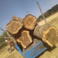 خرید و فروش چوب|خدمات باغبانی و درختکاری|تویسرکان, |دیوار