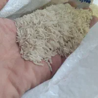 برنج فجر گیلان