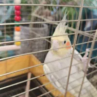 عروس هلندی