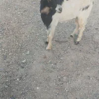 کهره نر|حیوانات مزرعه|قشم, |دیوار