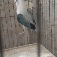 کتوله|پرنده|سراوان, |دیوار