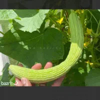 عمده فروشی خیار چنبر مستقیم از کشاورزی