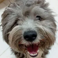 فروشی شیتزوتریر