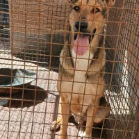 سگ دو رگه عراقی سرابی|سگ|ابهر, |دیوار