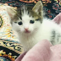 واگذاری بچه گربه