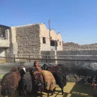 فروش کبوتر مسافتی|پرنده|ساوه, |دیوار