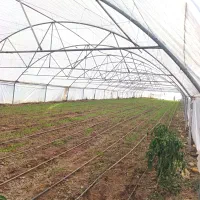 فروش گلخانه 500 متری گالوانیزه