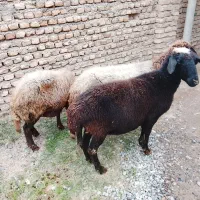 بره های افشار|حیوانات مزرعه|گرگان, |دیوار