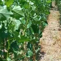پیش فروش صنوبر نیگرا و تبریزی