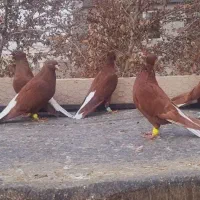 انواع دم سفید سینه کله رنگه درجه۱ اصلاح نژادشده