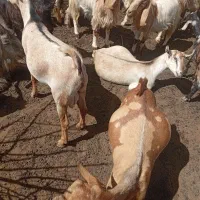 2عددبزصلاله و2کهره نر اصلی|حیوانات مزرعه|شیراز, آبیاری|دیوار