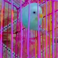 مرغ عشق هلندی ماده