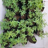 بوته به لیمو