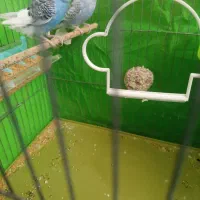 یه جفت مرغ عشق مودل|پرنده|پاکدشت, پاکدشت (مامازند)|دیوار