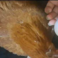 تخم مرغ محلی|خوردنی و آشامیدنی|اهواز, کمپلو جنوبی|دیوار