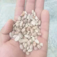 لوبیا شکسته قیمت توافقی حداقل ۱/۳ ازش سالمه
