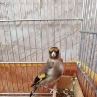 سهره سرسیا 10عدد نقش|پرنده|شیراز, کوشک میدان|دیوار