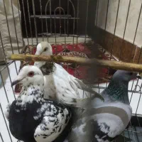 ۳تا ماده گلی|حیوانات|شیراز, احمدآباد|دیوار