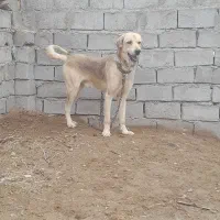 سگ پژدر|سگ|فردوس (کرمان), |دیوار