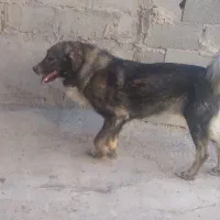 نر سراب زات قدیم