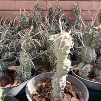 کاکتوس آناناسی|گل و گیاه طبیعی|کاشان, امیرکبیر|دیوار