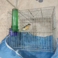 قناری نر قرص بخون