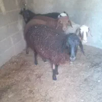 سه راس بره نر و دو راس ماده و یک چپش