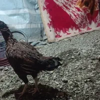 مرغ و خروس|حیوانات مزرعه|مریوان, |دیوار