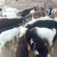 حیوانات‌اهلی‌بیگ‌بره‌‌بزمیش‌کاملن‌صحیح