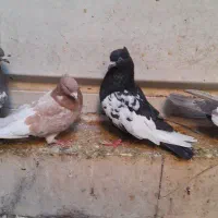 تعدادی کبوتر|پرنده|بهبهان, |دیوار