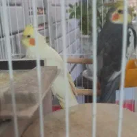 یک جفت عروس هلندی با قفس