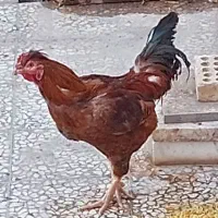 خروس  بومی دو رگه لاری وبومی