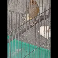 قناری نر مست