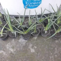 گل آلورا|گل و گیاه طبیعی|گرگان, |دیوار