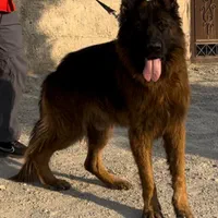 ژرمن شپرد نر برای کش ش