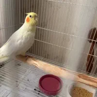 عروس هلندی خوشگل|پرنده|ورامین, شهرک ولیعصر|دیوار