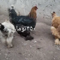 مرغ و خروس|حیوانات مزرعه|رشت, جانبازان|دیوار