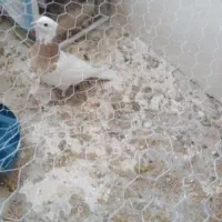 طوقی|پرنده|مشهد, کشف|دیوار