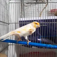 قناری موزاییکی خوشرنگ|پرنده|خواف, |دیوار