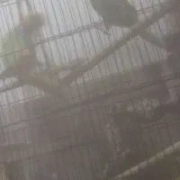 فروش طوطی مانگو چفت