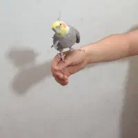 عروس هلندی نر سینامون آهویی سخنگو|پرنده|قرچک, مهدیه|دیوار