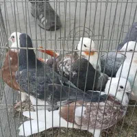 کفتر جوجه غریب گیری