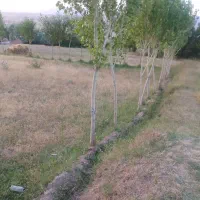 یک قطعه زمین آماده باغ